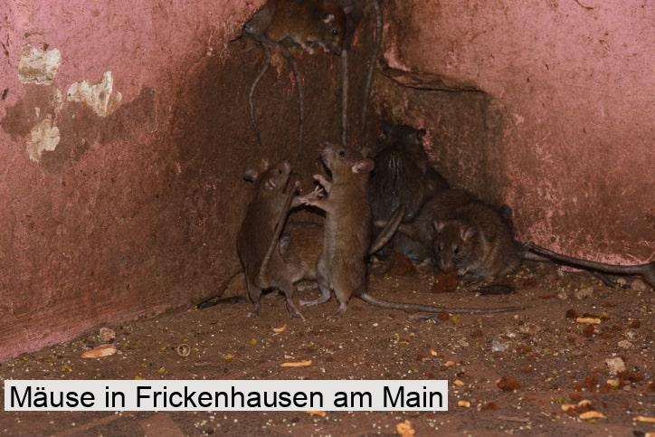 Mäuse in Frickenhausen am Main